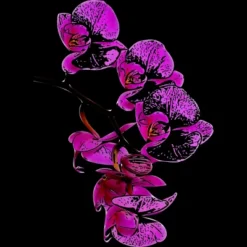 Junior's Design By Humans Orchid By Jirkasvetlik T-Shirt