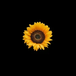 Junior's Design By Humans Mother's Day Sunflower Mom By FridayFusion T-Shirt