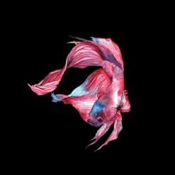 Women's Design By Humans Betta Fish By GisaPizzatto Racerback Tank Top